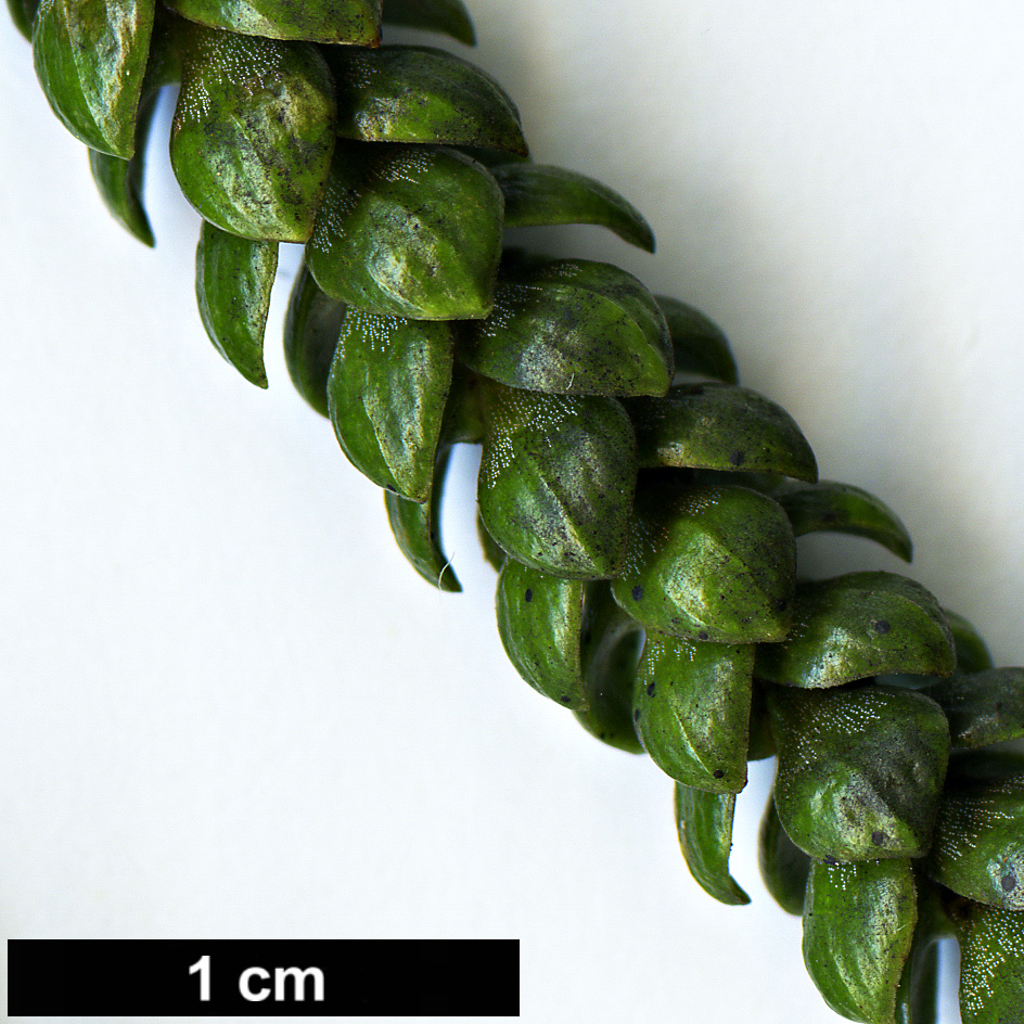 High resolution image: Family: Araucariaceae - Genus: Araucaria - Taxon: columnaris